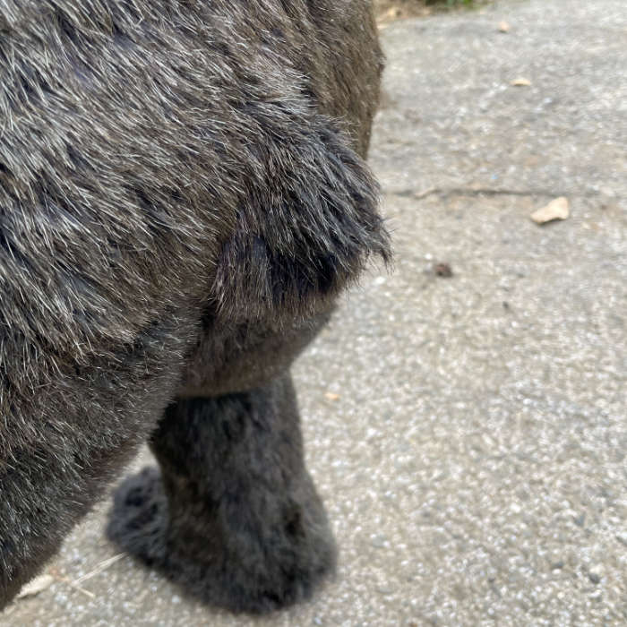 中古｜熊のモニュメント 動物のモニュメント 建造物｜動産王｜千葉｜引取｜送料別