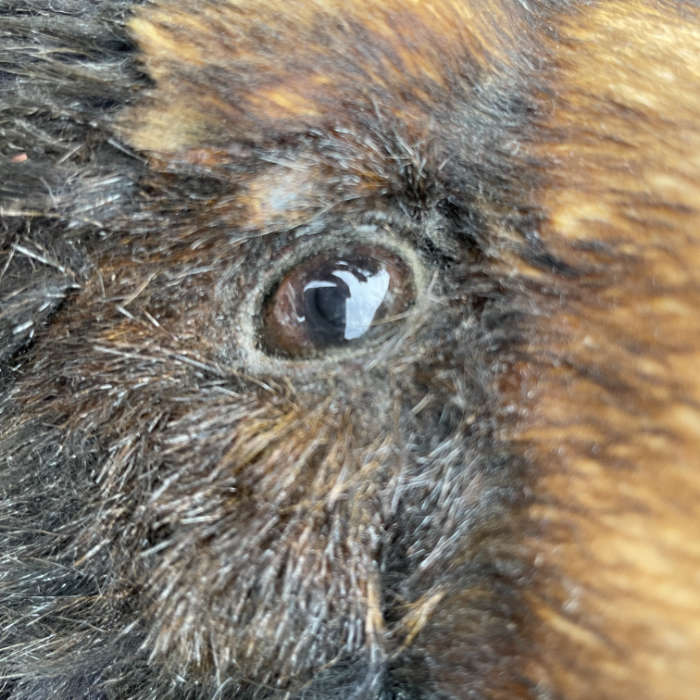 中古｜熊のモニュメント 動物のモニュメント 建造物｜動産王｜千葉｜引取｜送料別