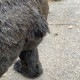 中古｜熊のモニュメント 動物のモニュメント 建造物｜動産王｜千葉｜引取｜送料別