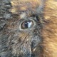 中古｜熊のモニュメント 動物のモニュメント 建造物｜動産王｜千葉｜引取｜送料別