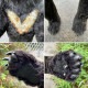 中古｜熊のモニュメント 動物のモニュメント 建造物｜動産王｜千葉｜引取｜送料別