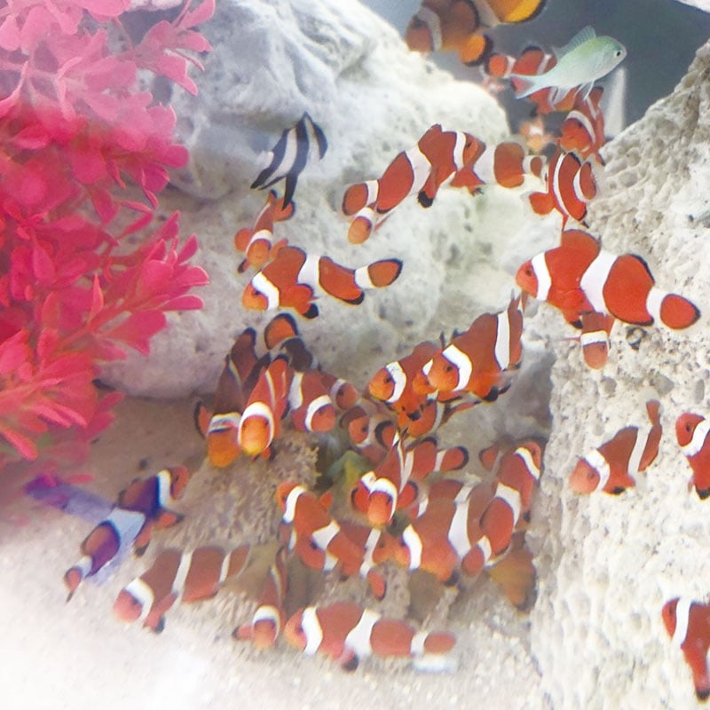 熱帯魚の水槽の水替えに！