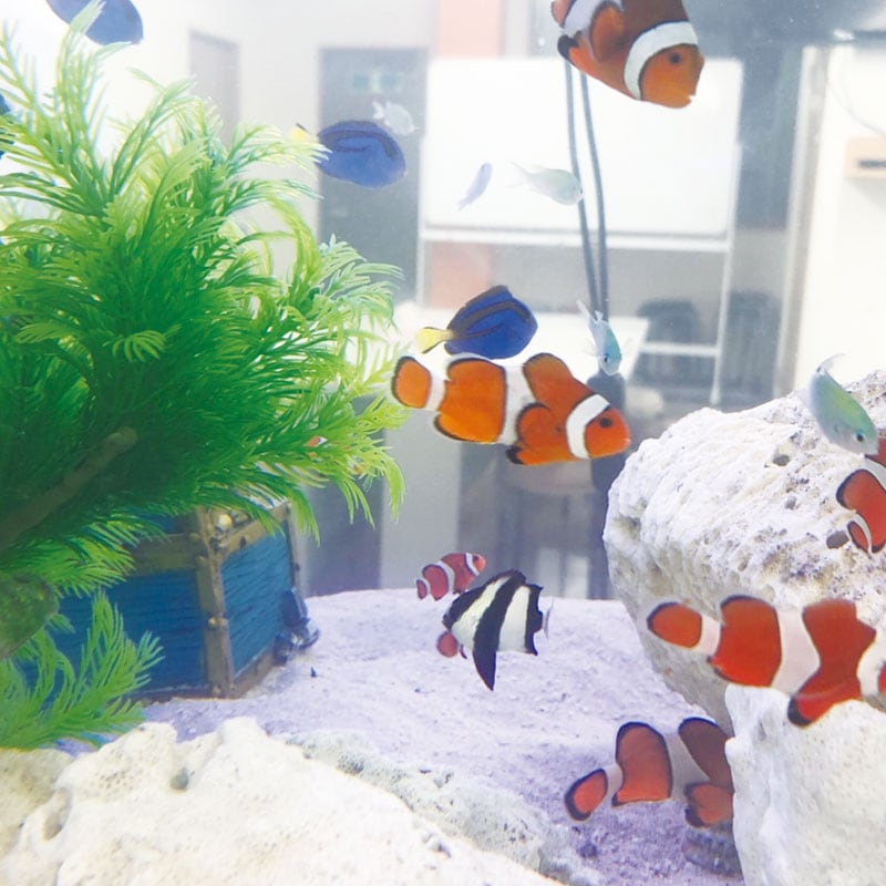 熱帯魚の水槽の水替えに！