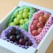 8月下旬発送開始！厳選朝採りぶどう詰め合わせセット