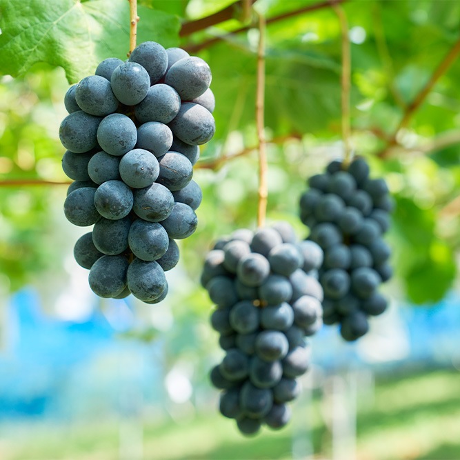 ぶどう 8月下旬発送開始！厳選朝採りぶどう詰め合わせセット | お店から探す