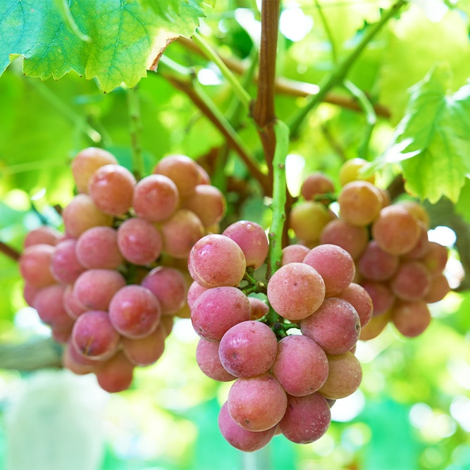 8月下旬発送開始！厳選朝採りぶどう詰め合わせセット | お店から探す