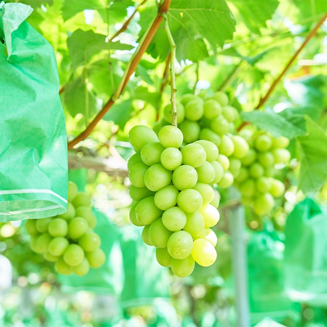 8月下旬発送開始！厳選朝採りぶどう詰め合わせセット | お店から探す