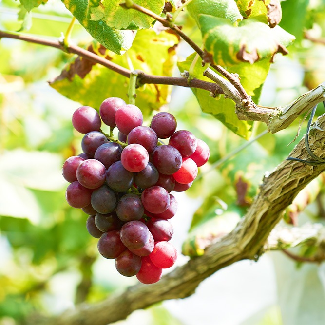 8月下旬発送開始！厳選朝採りぶどう詰め合わせセット | お店から探す