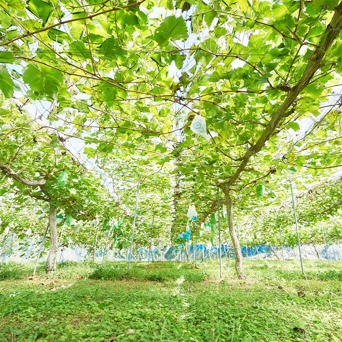 8月下旬発送開始！厳選朝採りぶどう詰め合わせセット | お店から探す