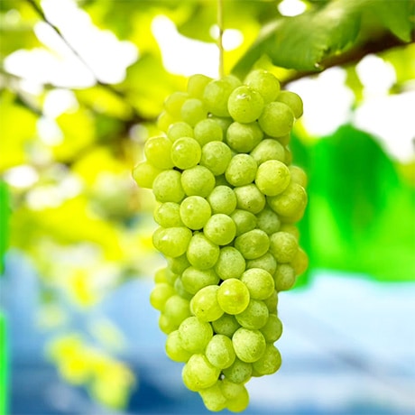 8月上旬発送開始！早生ぶどうセット(2房) | お店から探す,あ行,あさ