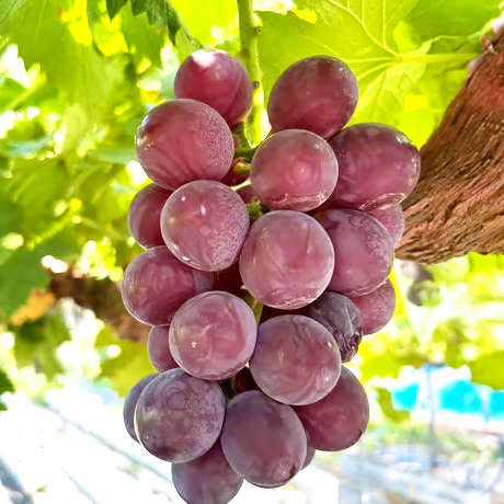 8月上旬発送開始！早生ぶどうセット(2房) | お店から探す,あ行,あさ