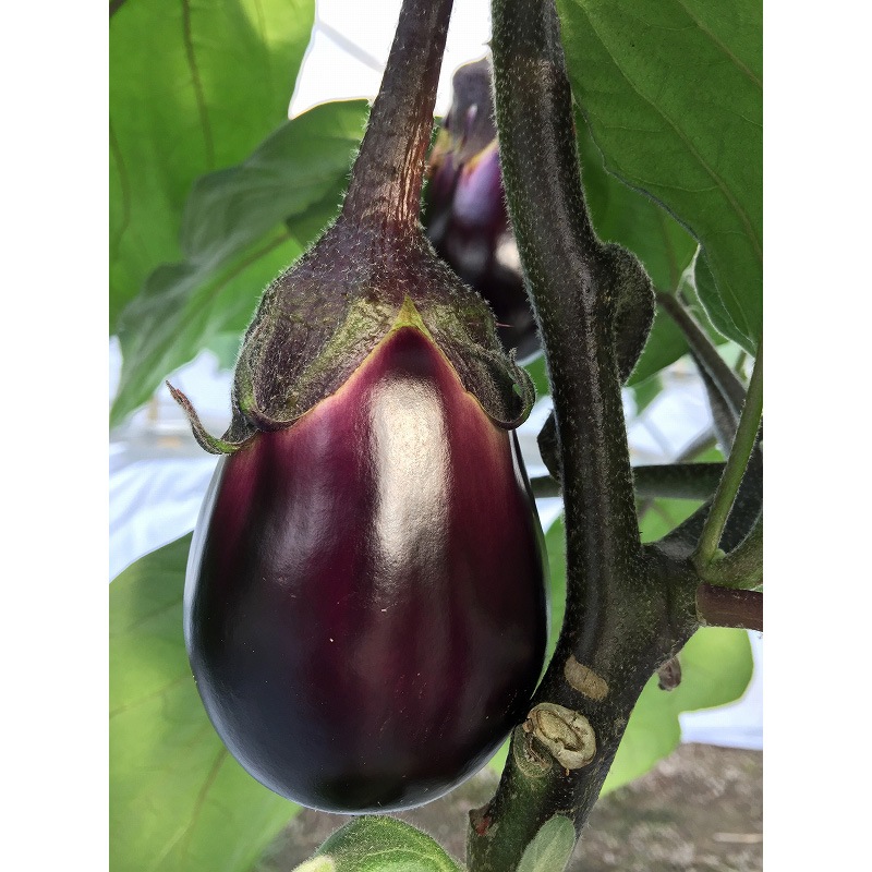 なす！ 楽天市場】【ふるさと納税】 【 期間限定 】 選べる内容量 なす 約 3kg