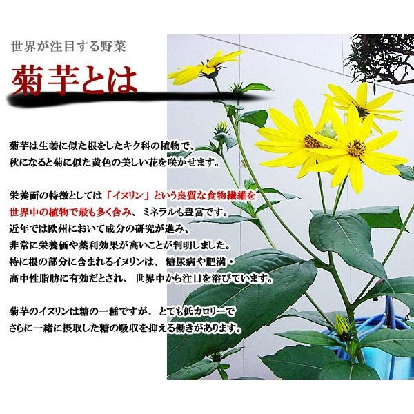 �� ���� �ư�ʴ�� �ư�ѥ����� 60g