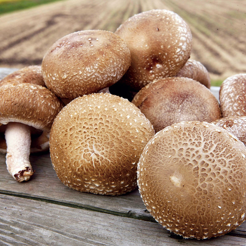 ջԲ 11Ȣ 1ȢޤǢԥʡܡդΤ   1kg