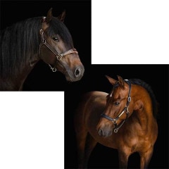Lumiere ベイビーブルークリスタル額革 | For Horse 馬具,頭絡