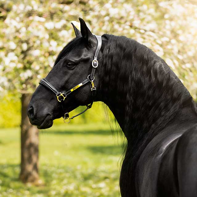 Lumiere ベラ 本革無口 | For Horse 馬用品,ハルター/リード | 乗馬
