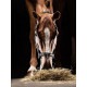 EQUILINE ƥߡ ۥ륿