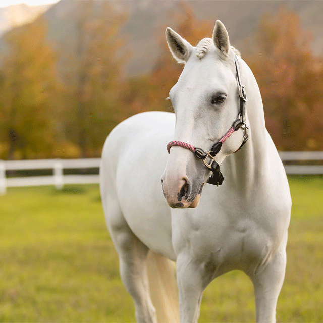 LeMieux ���ڥ� ̵��