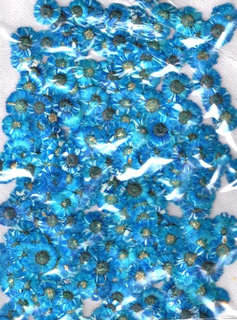 2-245B　エゾノコギリソウ　ブルー染め　500輪入り