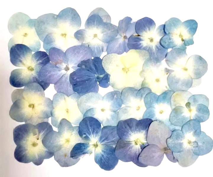 1-114DB 押し花 アジサイ 濃いブルー