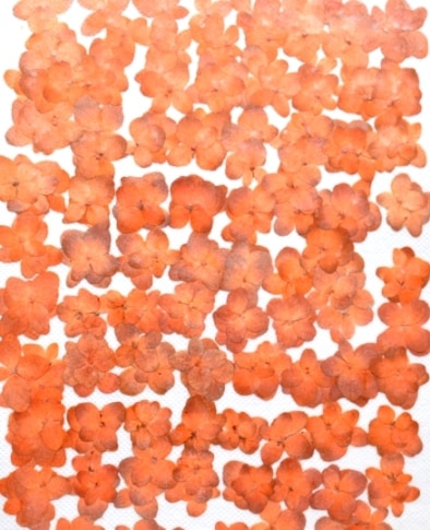 2-114O 押し花素材 アジサイ オレンジ染め