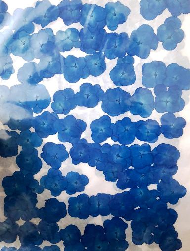 2-114DB アジサイ濃いブルー 染め 500輪入り