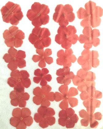 1-2026R フロックス 赤染め 24輪