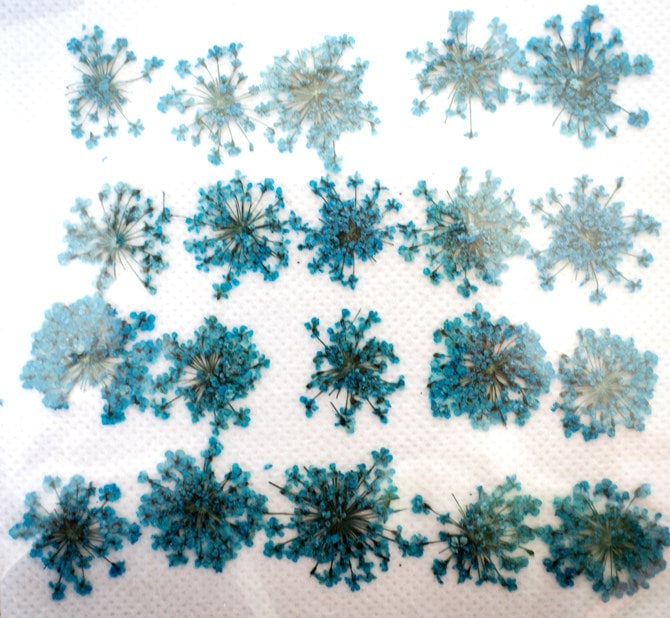 1-202B レースフラワー ブルー染め