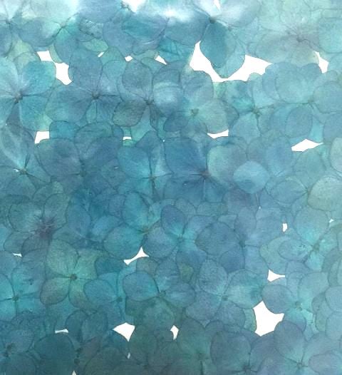 2-114-BY 押し花 アジサイ ブルー染め 500輪入