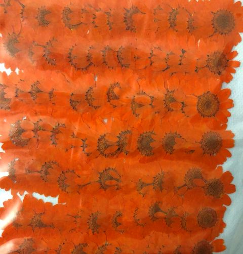 2-111-O ノースポール オレンジ染