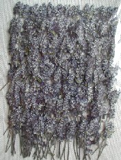 2-813　　押し花　ブルーサルビア