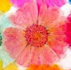 2-301K　押し花　金菊　ピンク染