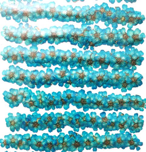 2-104LB 野生コデマリ　水色染め　ネイル用小花