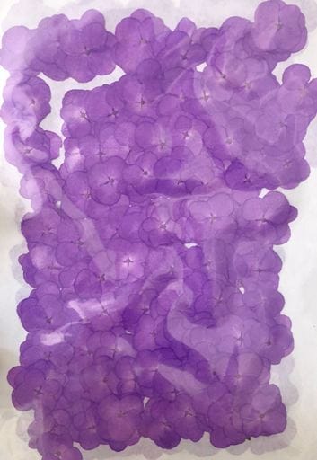 2-114PY アジサイ パープル染