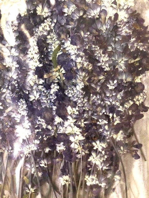 2-603B　押し花　ラベンダー