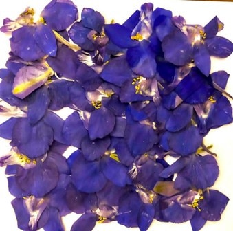 1-713　押し花　デルフィニューム　ブルー