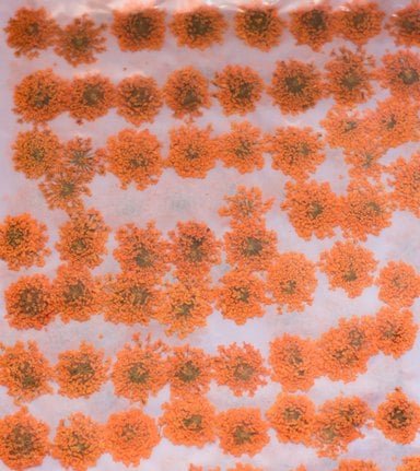 2-202-O 押し花 レースフラワー オレンジ染め
