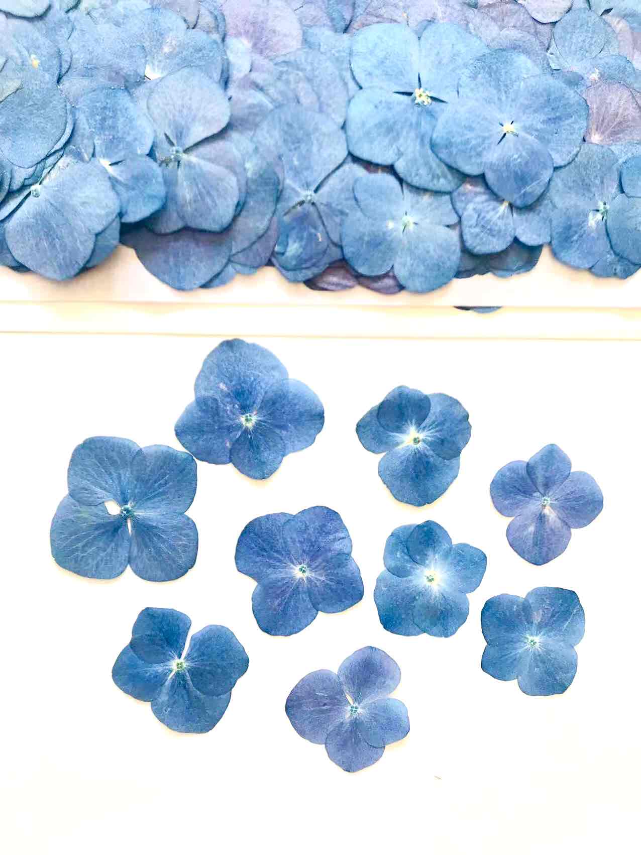 2-114BZ　押し花　アジサイ　濃いブルー（自然色）