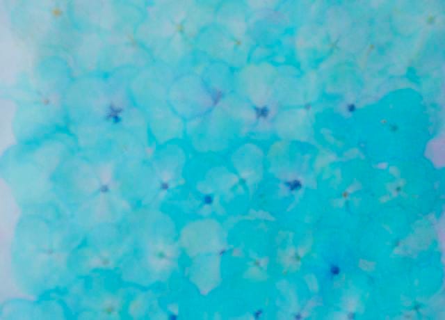 2-114-LBY 押し花 アジサイ 薄水色染め