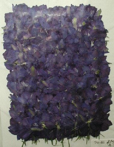 2-714　押し花　デルフィニューム　ブルー　500輪