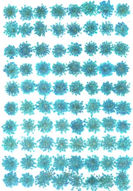 2-202LB 押し花レースフラワー 水色 1000輪入