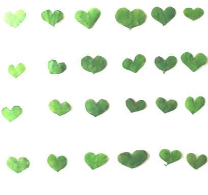 1-005 押し花 ハートリーフ ネイル用可