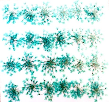 1-202LB レースフラワー 水色染 24輪