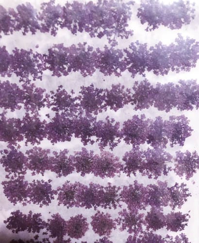 2-202LP　押し花レースフラワー　ライト紫染　　1000輪入