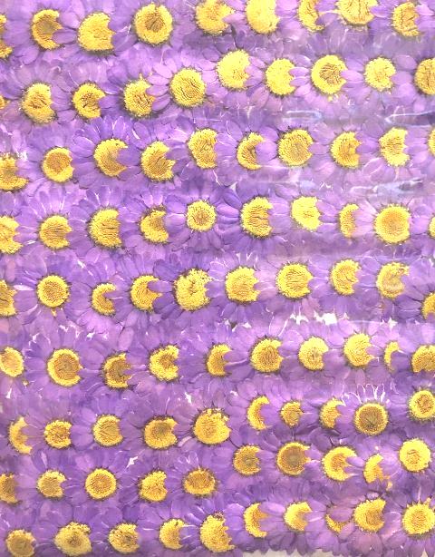 2-111LP 　ノースポール　薄パープル染　500輪入