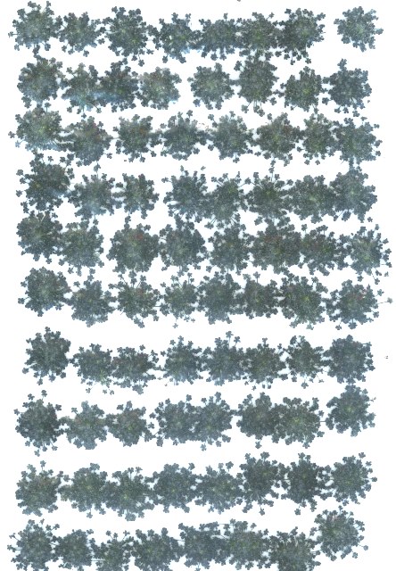 2-202B レースフラワー　ブルー染め　500輪入