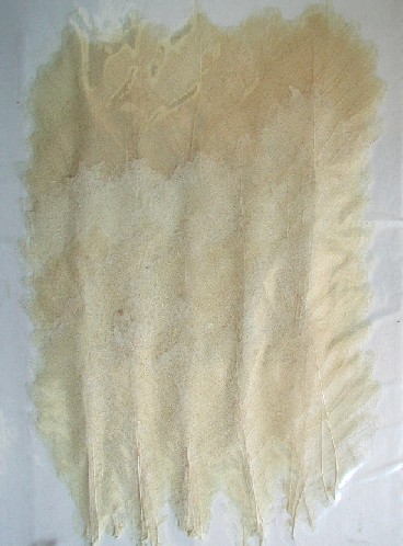 2-501-Ｗ 押し花　柏の脈　300枚