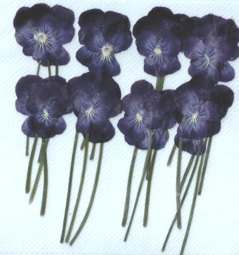 1-108H ビオラ枝付 ブルー