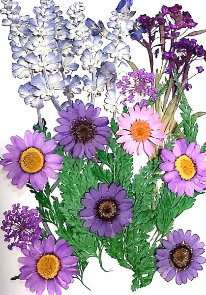 1-08A　押し花素材　押し花セット（A）