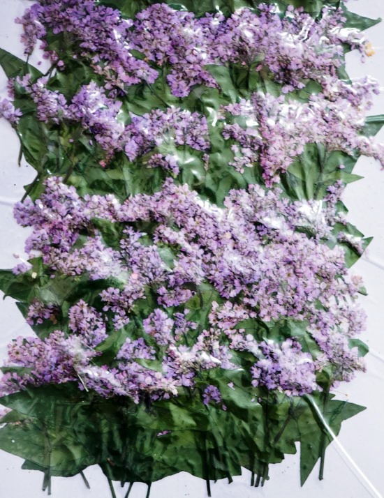 2-213P　押花素材　蕎麦の花　パープル　300本入